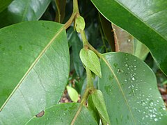 Foliose stipules