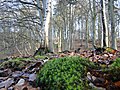 Nature Reserve Teterower Heidberge