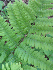 Harvestman on an oak fern