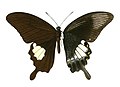 Andaman Helen (Papilio prexaspes)