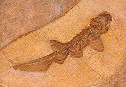 Paraorthacodus у Музеї природничої історії в Берліні