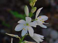 Phalangère à feuilles de lis Anthericum liliago