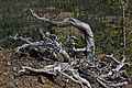 Krummholz Pinus albicaulis în Wenatchee National Forest