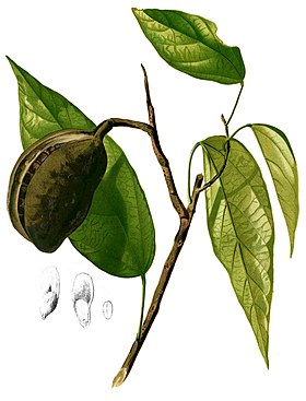 Pterygota alata