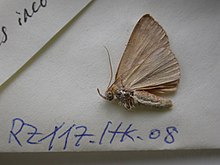 Sarobides is a monotypic moth genus of the family Erebidae