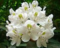 The Great Laurel (Rhododendron maximum)