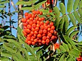 Rowan leaves and berries