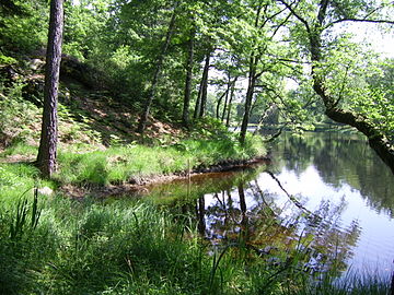 Bords de l'étang.