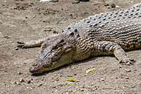 A saltwater crocodile in the subadult age range at Gembira Loka Zoo, similar but not as robust and relatively small-headed compared to adults.