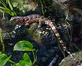 Crocodile lizard