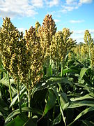 Maturing crop, Germany