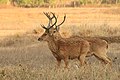 תמונה ממוזערת לגרסה מ־11:35, 17 באוגוסט 2017