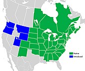 Symphyotrichum novae-angliae range map