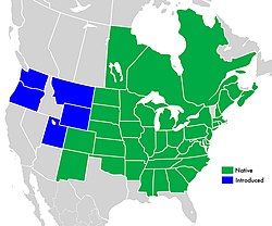 Distribución norteamericana de S. novae-angliae, el verde es nativo, el azul es introducido