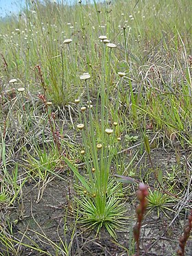 Syngonanthus chrysanthus