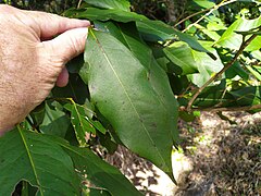 Leaf, showing long "drip tip"