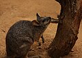 Wallaby de l'ile Eugène