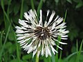 Common Dandelion