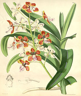 Vanda limbata