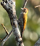 Golden-collared woodpecker