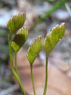 Schizaea cf. bifida de Waratah Track, Ku-ring-gai Chase National Park, Austrália