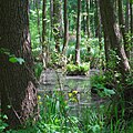 Auwald am Wolletzsee