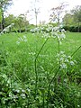 Купырь лесной (Anthriscus sylvestris)