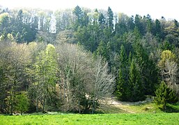 Bergrutschgebiet vom Aeugsterberggrat bis zur «Setzi»