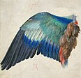 Wing of a European Roller, c. 1500 ("1512" by later hand), watercolour and gouache on parchment, 19.6 × 20 cm, Albertina (4840)