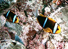 Deux poissons-clowns orange sombre avec trois bandes blanches. La tête et les nageoires, sauf la caudale, sont orange clair.