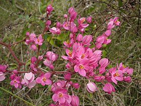 Antigonon leptopus