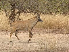 Antilope cheval dans le parc national de la Pendjari (Bénin).