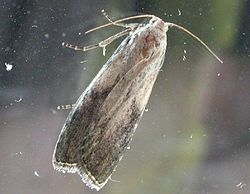 Humlemott, Aphomia sociella