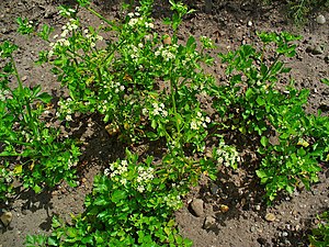 셀러리(Apium graveolens)