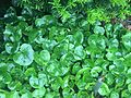 A. Europaeum in the UBC Botanical Garden