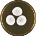 Aspergillus discophorus growing on MEAOX plate