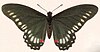 Mainly black butterfly with a row of blue-green dots on the edge of the hind wings and white dots on the fore wings