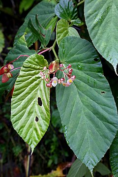 Description de l'image Begonia consobrina (Begoniaceae) (29058621514).jpg.