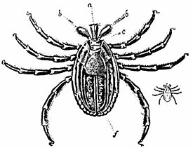 Рисунок самки H. aegyptium