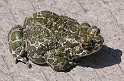 Bufo viridis