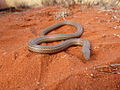 Burton's legless lizard on Angas Downs IPA, NT