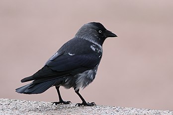 Un choucas des tours (Coloeus monedula, Corvus monedula), corvidé eurasiatique commun. (définition réelle 3 003 × 2 002)