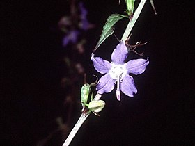 Campanulastrum americanum