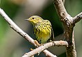 Image 68Cape May warbler in Prospect Park