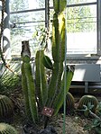 Normal klippkaktus (Cereus peruvianus).