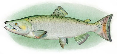 Saumon royal (Oncorhynchus tshawytscha)