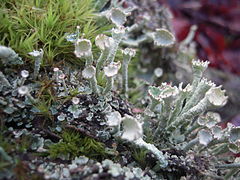 Description de l'image Cladonia digitata1.jpg.