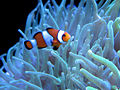 Pesce pagliaccio (Amphiprioninae)