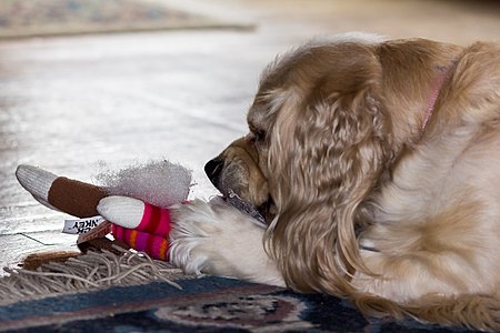 My mom's Cocker Spaniel, Lady