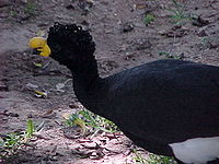 Yellow-knobbed Curassow